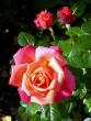 tn_gallery_276_1648_67738.jpg