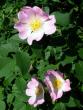 tn_gallery_276_1659_44479.jpg