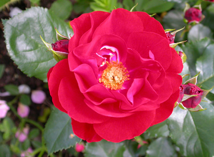 gallery_276_1646_21699.jpg