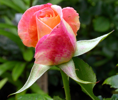 gallery_276_1646_21705.jpg