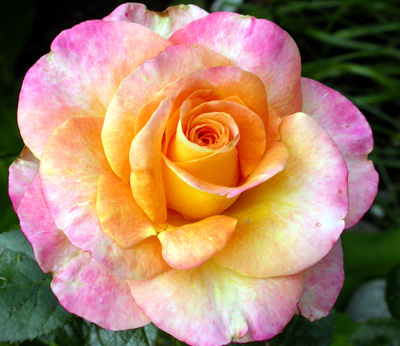 gallery_276_1646_39252.jpg