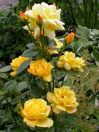 gallery_276_1646_4740.jpg