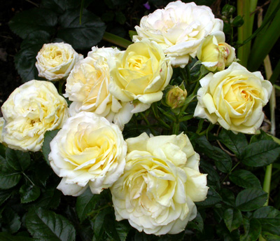 gallery_276_1646_61407.jpg