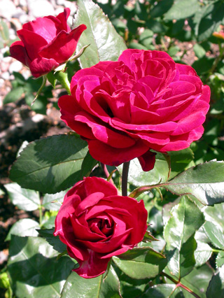 gallery_276_1646_64473.jpg