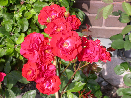 gallery_276_1646_66345.jpg