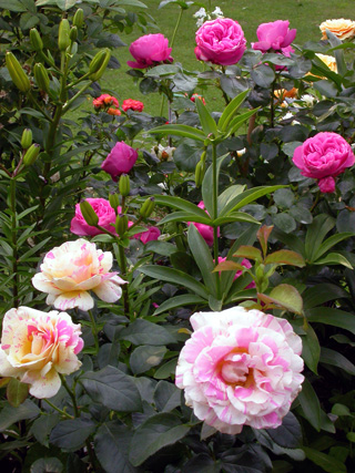 gallery_276_1646_76772.jpg
