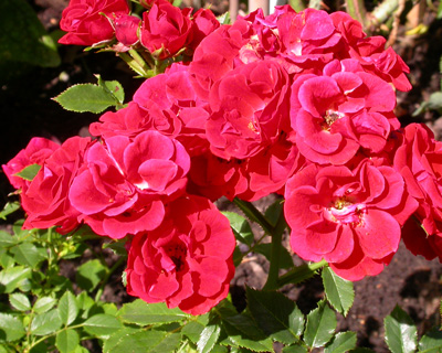 gallery_276_1646_83257.jpg