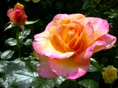 gallery_276_1646_9579.jpg