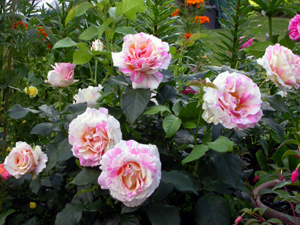 gallery_276_1648_35965.jpg