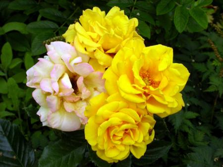 gallery_276_1646_13125.jpg
