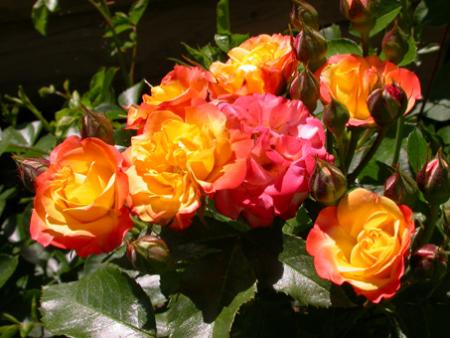 gallery_276_1646_21152.jpg
