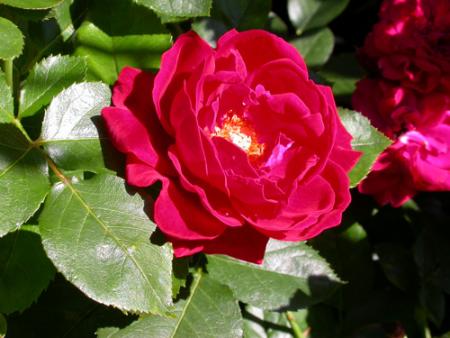 gallery_276_1646_22933.jpg