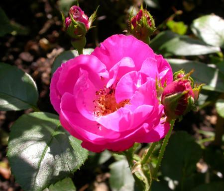 gallery_276_1646_34880.jpg