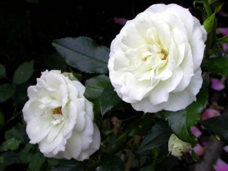 gallery_276_1646_41626.jpg