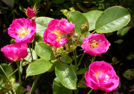 gallery_276_1646_68457.jpg