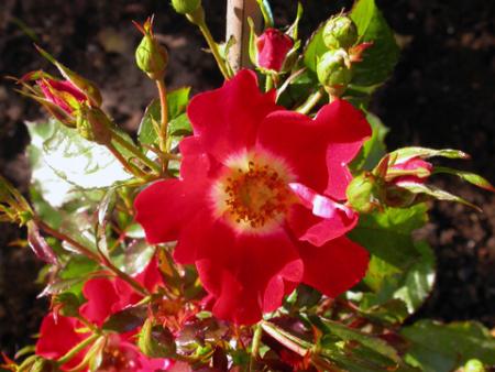 gallery_276_1646_72633.jpg
