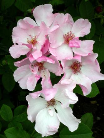 gallery_276_1646_76111.jpg