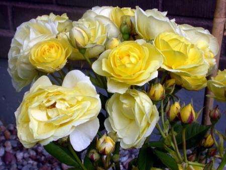 gallery_276_1646_84187.jpg