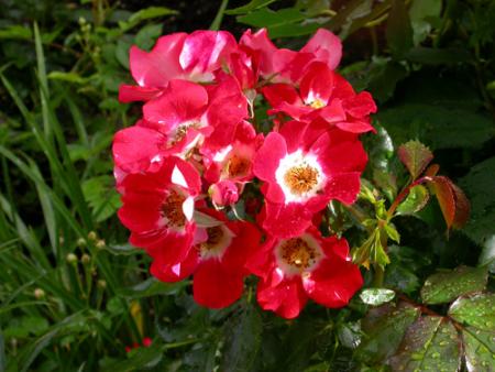 gallery_276_1646_97083.jpg