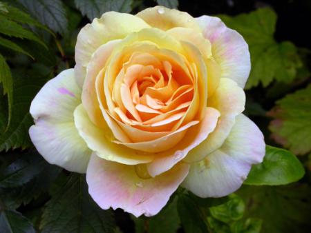 gallery_276_1648_11237.jpg