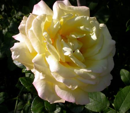 gallery_276_1648_21101.jpg