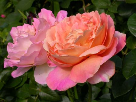 gallery_276_1648_54824.jpg
