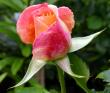 tn_gallery_276_1646_21705.jpg