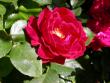tn_gallery_276_1646_22933.jpg