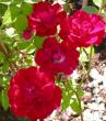tn_gallery_276_1646_27989.jpg