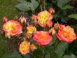 tn_gallery_276_1646_46214.jpg