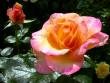 tn_gallery_276_1646_9579.jpg