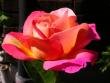 tn_gallery_276_1648_16835.jpg