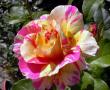 tn_gallery_276_1648_23566.jpg