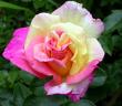 tn_gallery_276_1648_43279.jpg