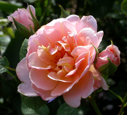 gallery_276_1646_22815.jpg