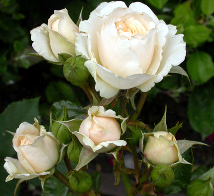 gallery_276_1646_24885.jpg