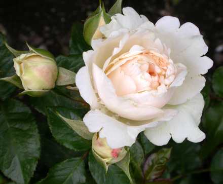 gallery_276_1646_3063.jpg
