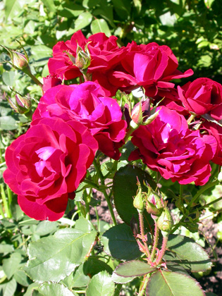gallery_276_1646_41785.jpg