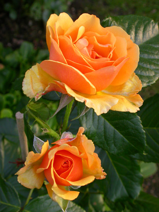 gallery_276_1646_43144.jpg