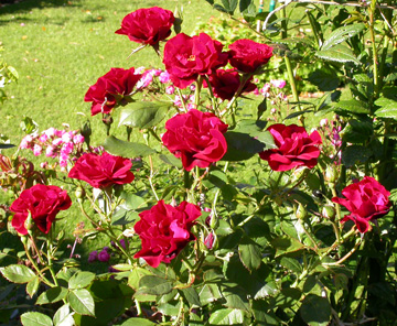 gallery_276_1646_48235.jpg