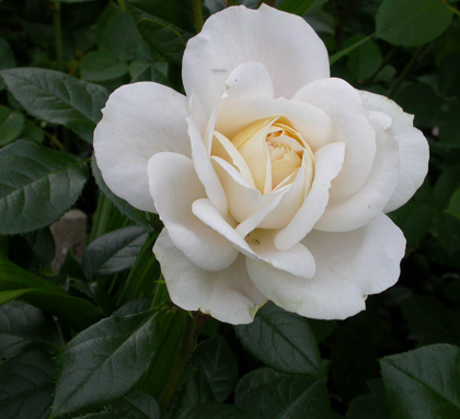 gallery_276_1646_50556.jpg