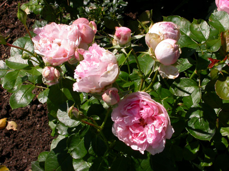 gallery_276_1646_51836.jpg