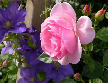 gallery_276_1646_71629.jpg
