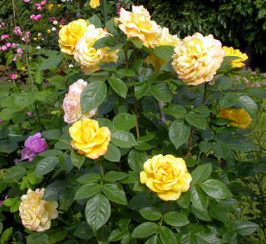 gallery_276_1646_73327.jpg