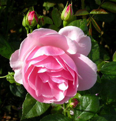 gallery_276_1646_73784.jpg