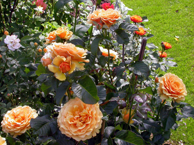 gallery_276_1646_79505.jpg