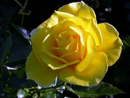gallery_276_1646_15953.jpg