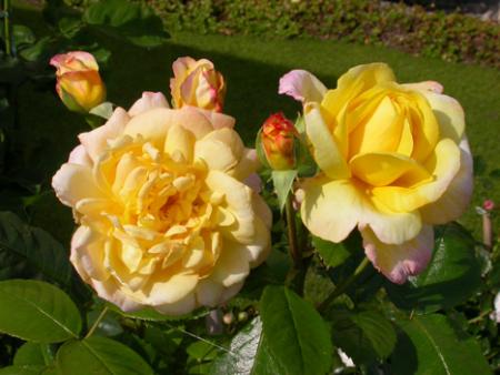 gallery_276_1646_21670.jpg