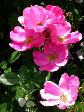 gallery_276_1646_25787.jpg