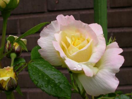 gallery_276_1646_26649.jpg